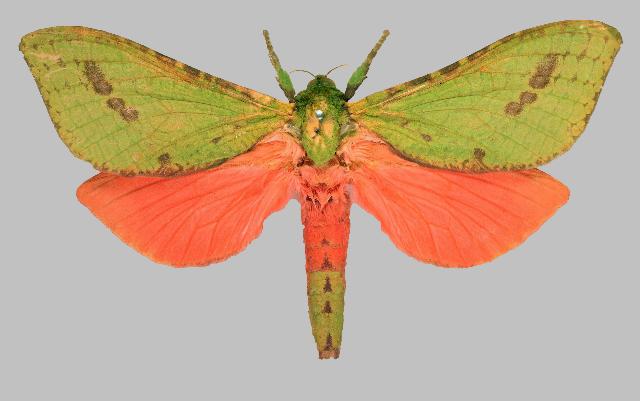 Aenetus cyanochlora