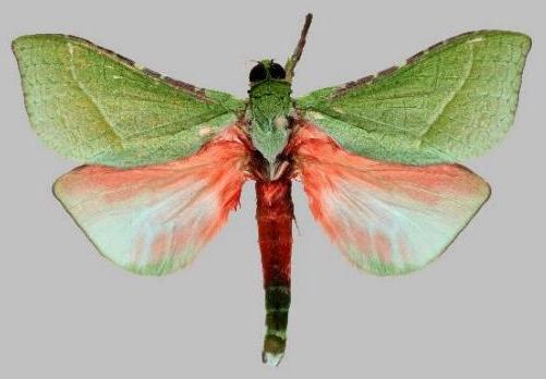 Aenetus cyanochlora