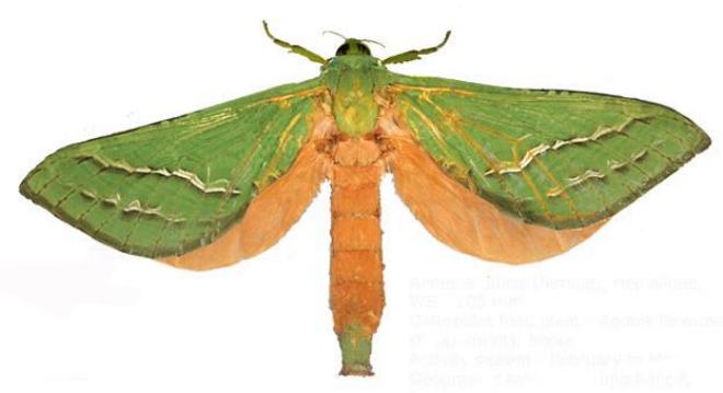 Aenetus dulcis