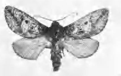 Abantiades fulvomarginatus