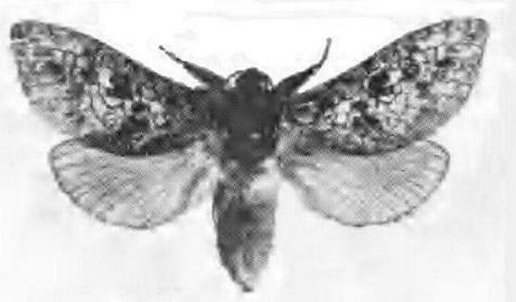 Abantiades fulvomarginatus