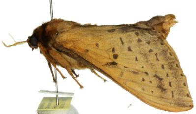 Oxycanus hamatus
