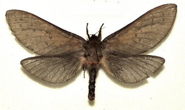 Oxycanus hamatus