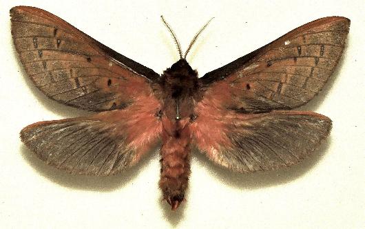 Oxycanus hamatus