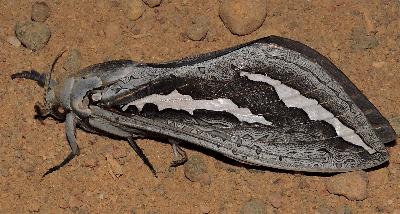Abantiades hydrographus