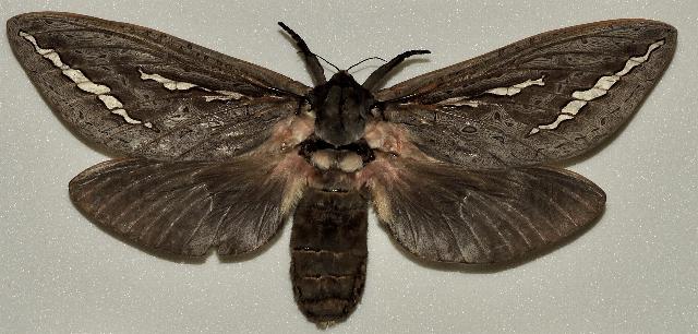Abantiades hydrographus