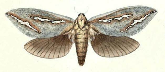 Abantiades hydrographus