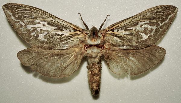 Abantiades kristenseni