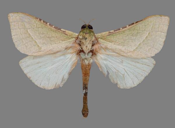 Aenetus maiasinus