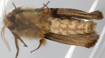 Fraus polyspila