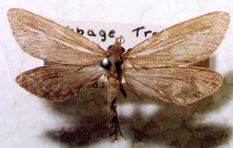 Fraus pteromela
