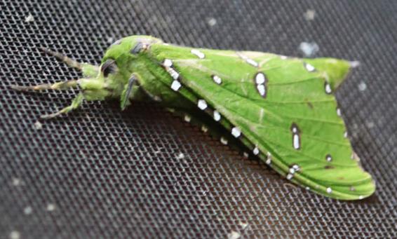 Aenetus ramsayi