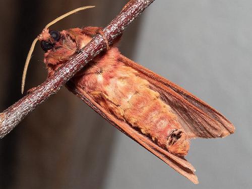 Oxycanus rufescens