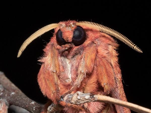 Oxycanus rufescens