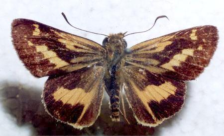 Telicota ancilla