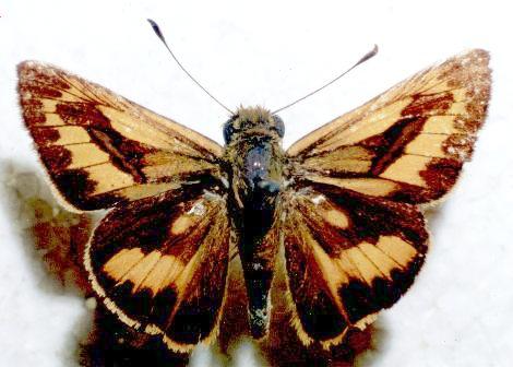 Telicota ancilla