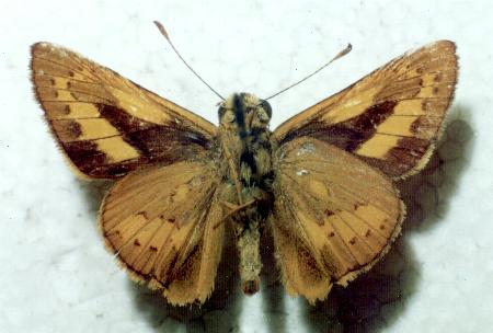 Telicota ancilla