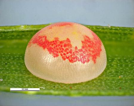 Cephrenes augiades