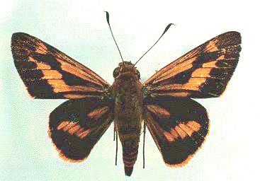 Cephrenes augiades
