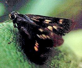 Cephrenes augiades