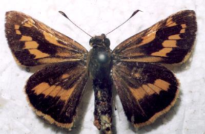 Telicota augias