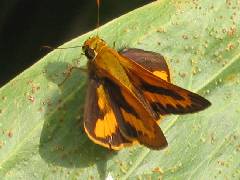 Telicota augias
