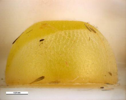 Telicota eurychlora