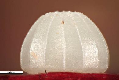 Timoconia flammeata