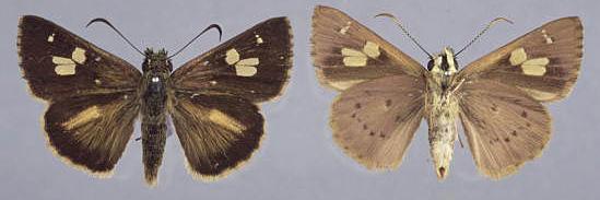 Timoconia  flammeata