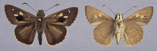 Timoconia  flammeata