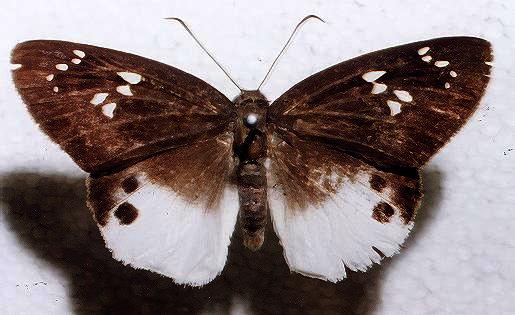 Tagiades japetus