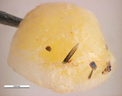 Suniana lascivia