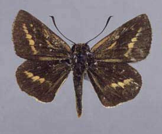 Suniana lascivia