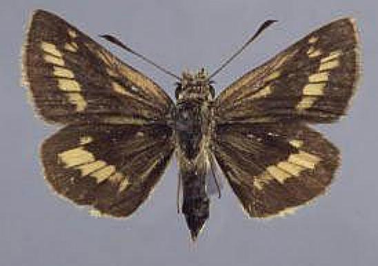 Suniana lascivia