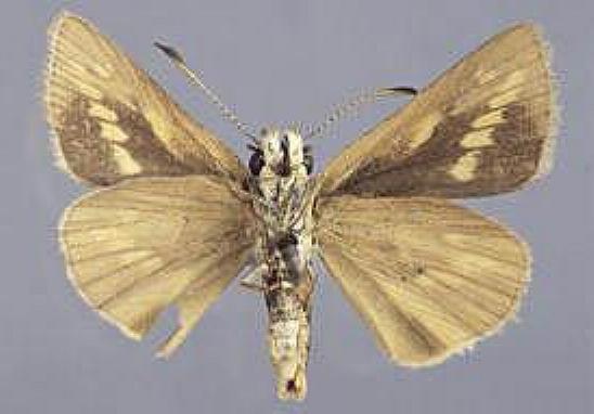 Suniana lascivia