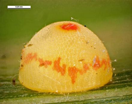 Taractrocera papyria