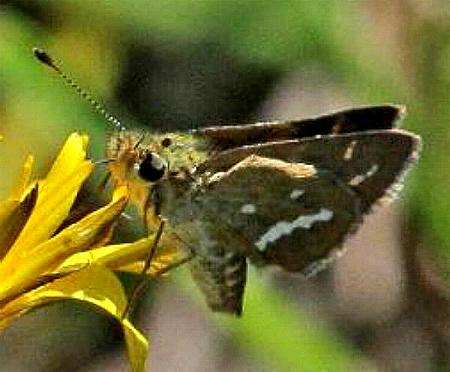 Taractrocera papyria