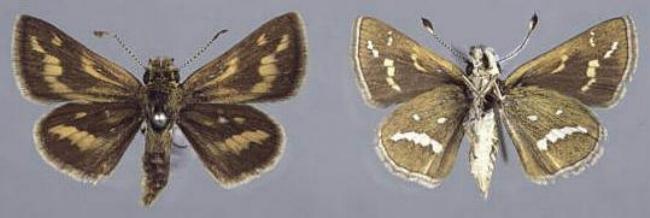Taractrocera papyria