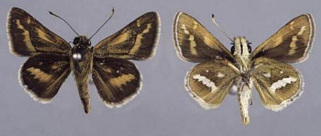 Taractrocera papyria