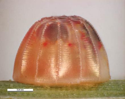 Toxidia parvula ovum