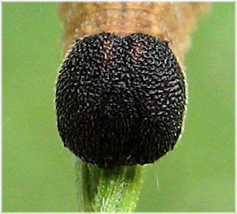 Toxidia parvula