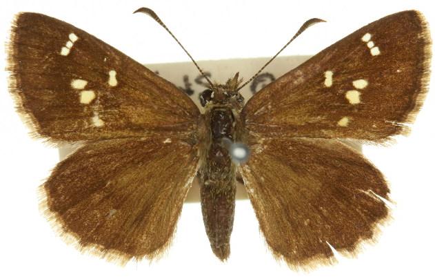 Toxidia parvula