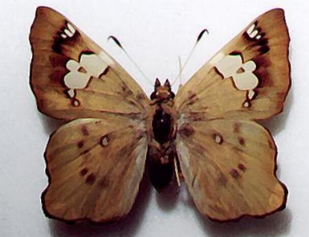 Netrocoryne repanda
