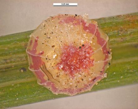 Toxidia rietmanni