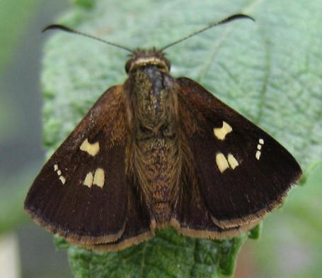 Toxidia rietmanni