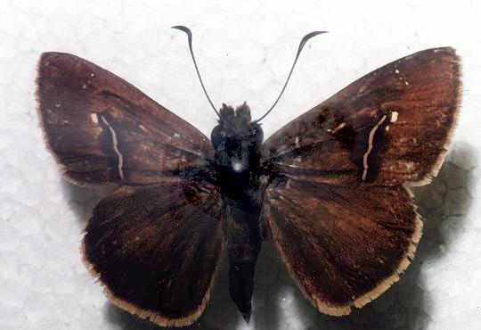 Toxidia rietmanni