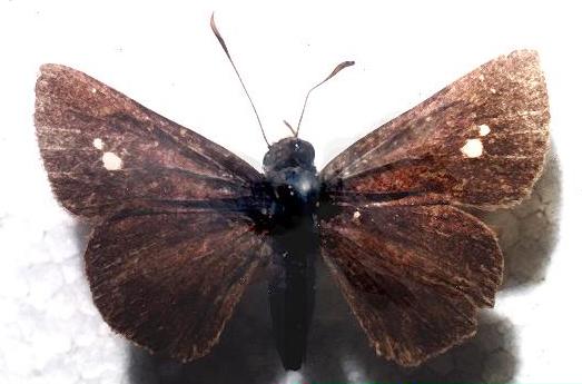 Toxidia rietmanni