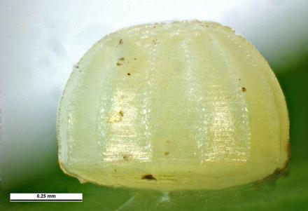 Pasma tasmanica