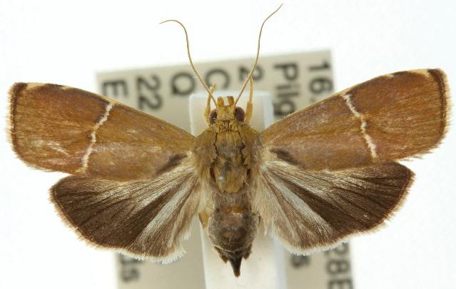 Imma albifasciella
