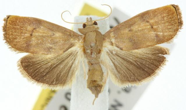 Imma tetrascia